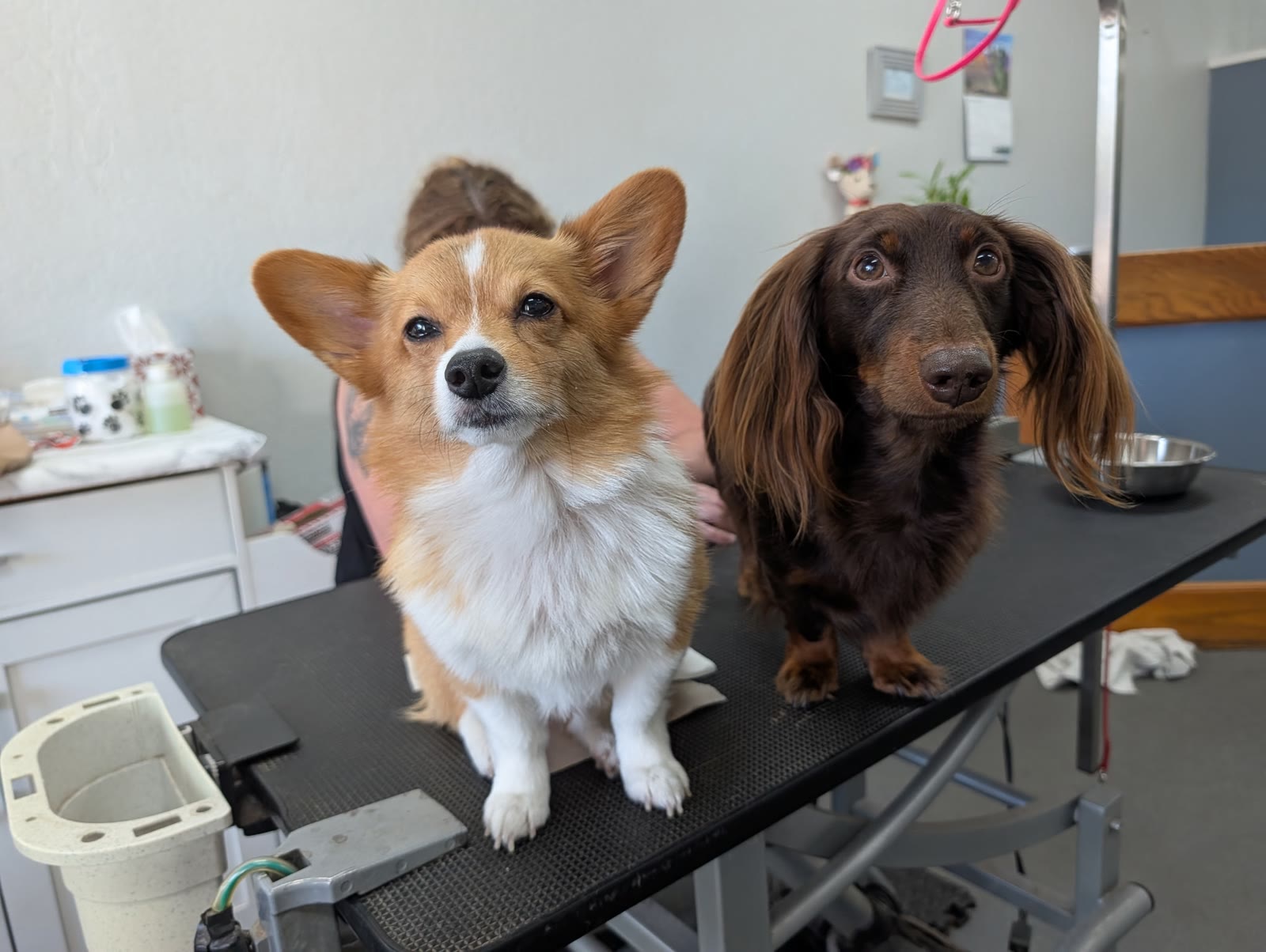 A corgi and a dachshund on the grooming table