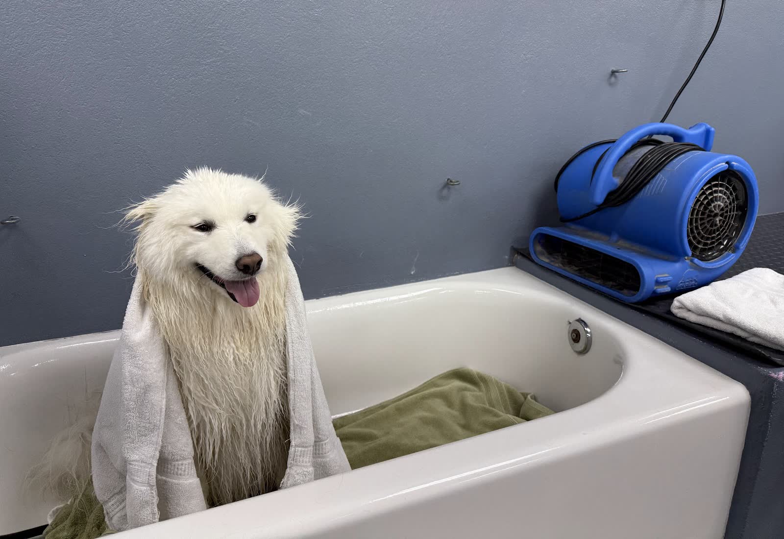 A smiling white Samoyed wrapped in a towel, sitting in a raised wash tub next to a blue pet dryer