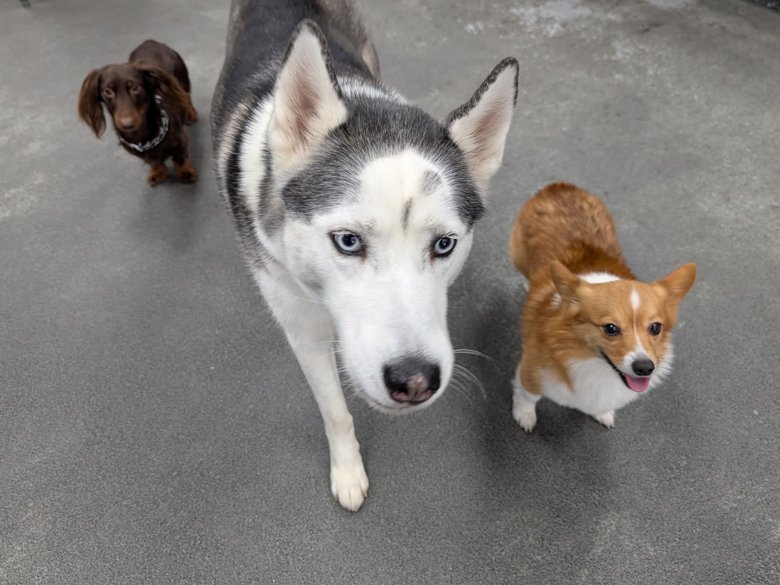 A husky, a corgi, and a dachshund at Country Pet Wash