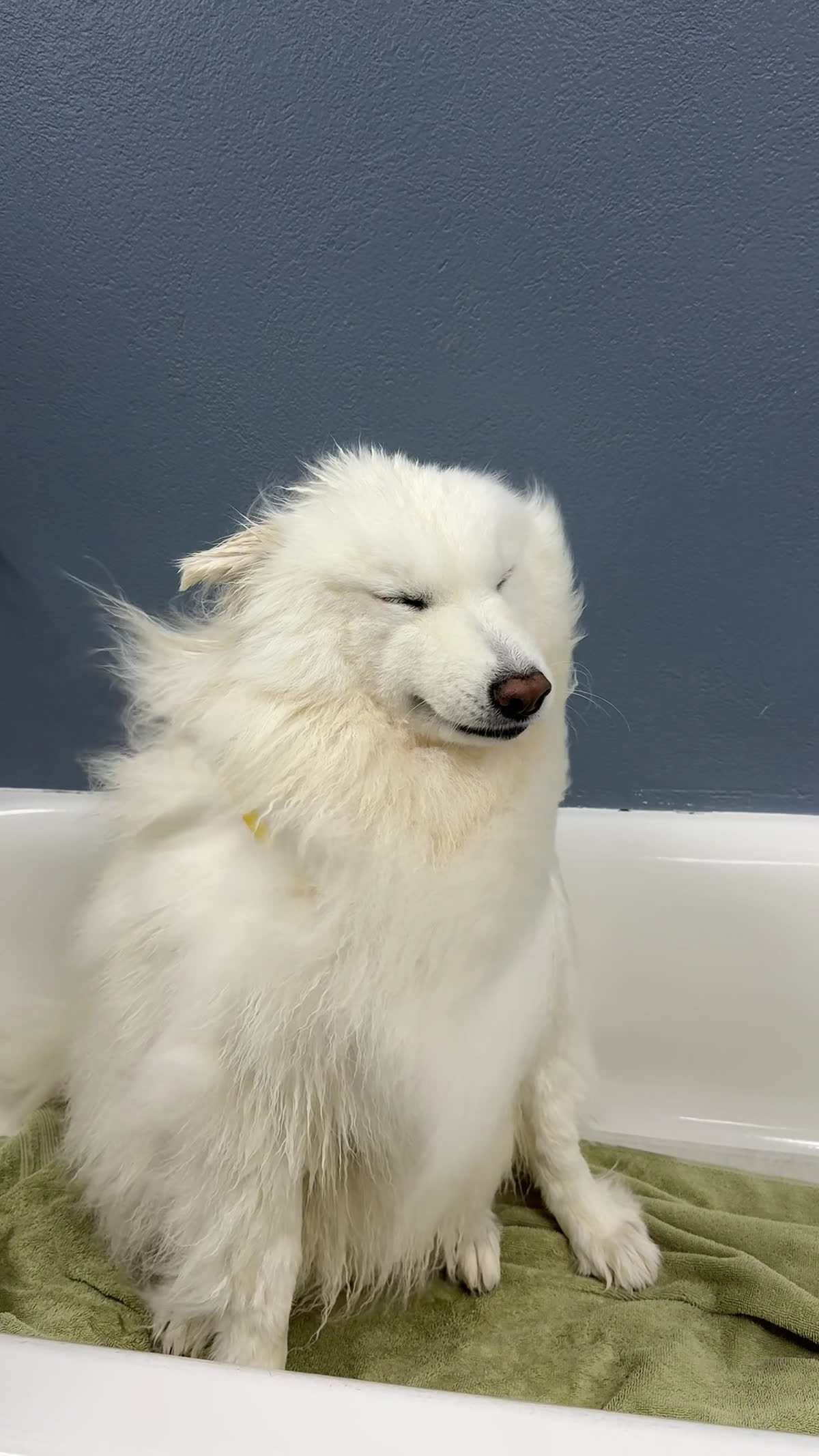 A wet, happy white Samoyed standing in a wash tub