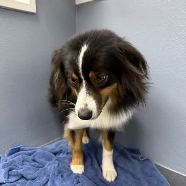 A tri-color Australian Shepherd on a blue towel after a bath