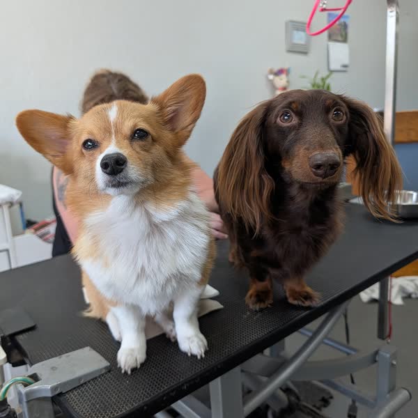 A corgi and a dachshund on the grooming table