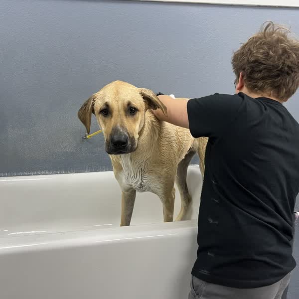 A tan dog standing in a raised white tub while being washed