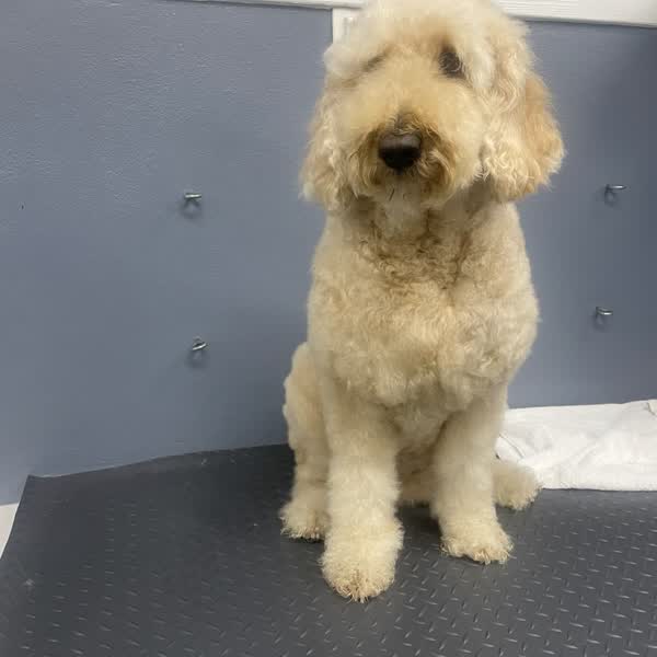 A fluffy cream-colored doodle sitting on a grooming table