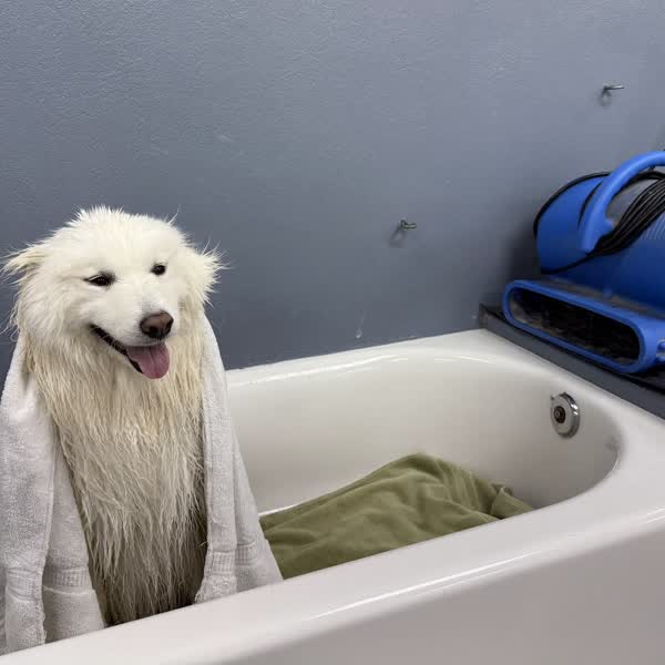 A smiling white Samoyed wrapped in a towel in a raised wash tub